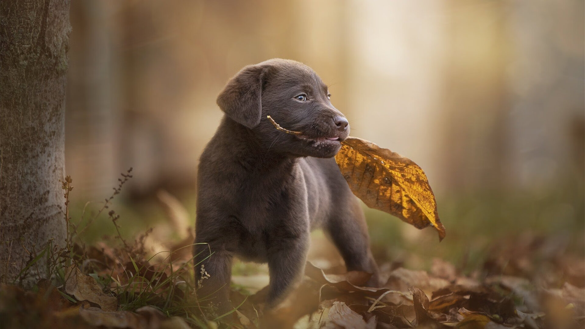 九游游戏中心官网-中场传导密集区域是否决定控球成功率，中场传球运用最多的是什么传球