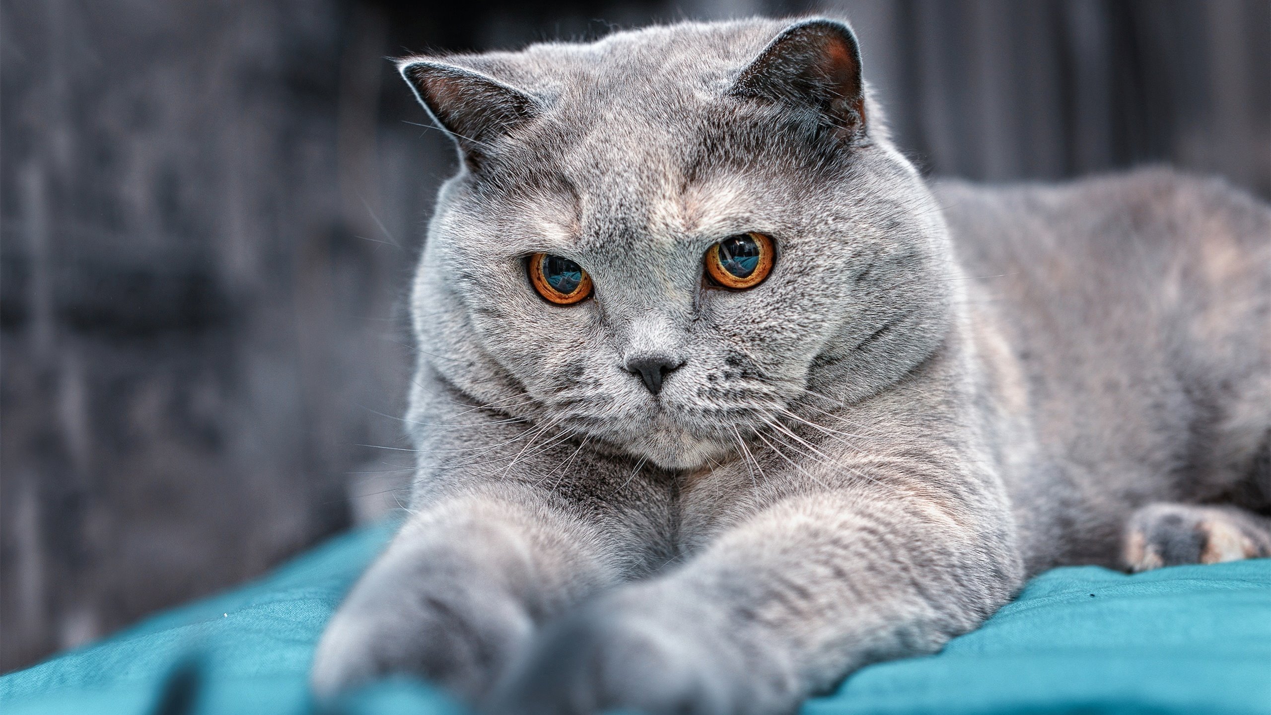 九游游戏中心官网-技术趋势分析：中国转身节奏进化快于美国