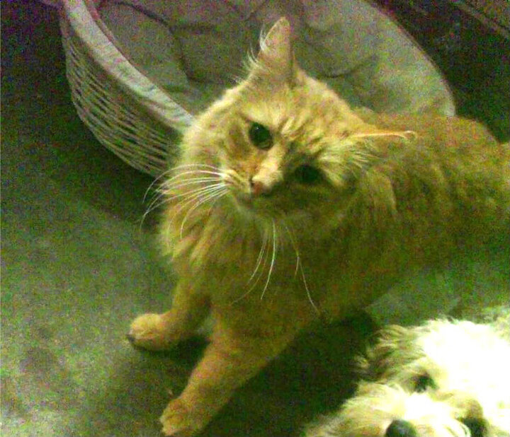 九游下载官网-新加坡队赛制研究：如何通过团队合作在复杂赛制中取得突破，新加坡邀请赛决赛视频