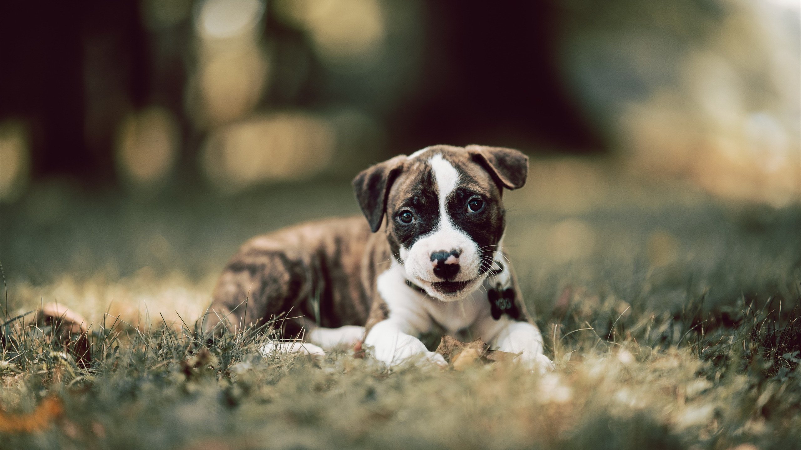 九游电脑版-C罗参与慈善义赛募集善款百万元，c罗做公益