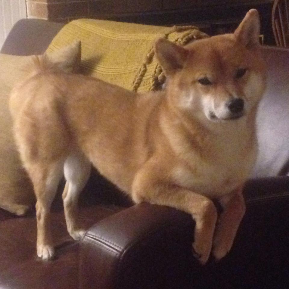 乌拉圭女篮在南美锦标赛中夺冠,提升国际影响力,乌拉圭女子篮球