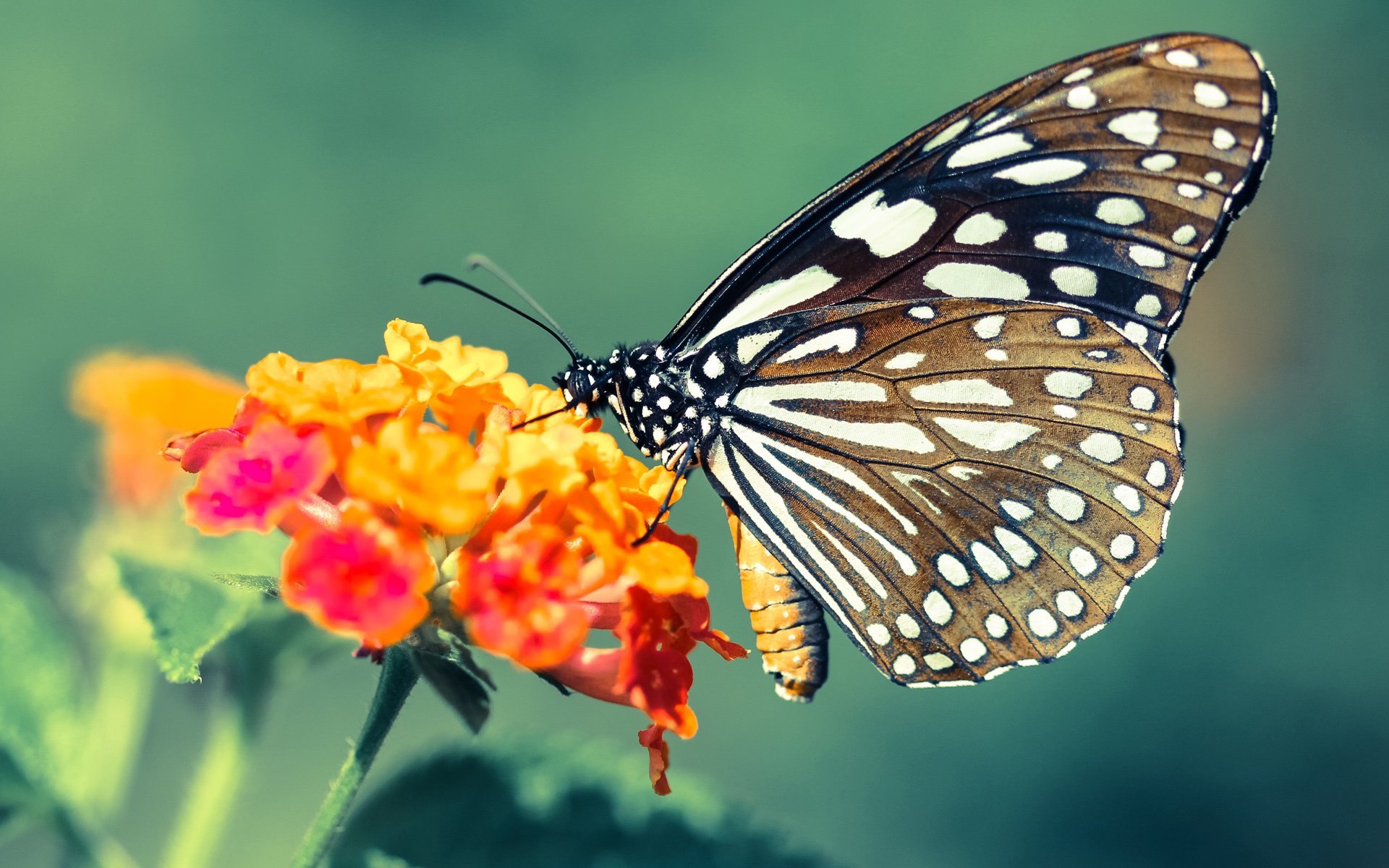 国际田径赛事落幕中国选手发挥稳定,中国国际田径队