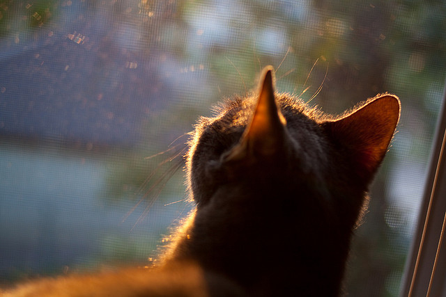 斯洛伐克男篮在欧洲大赛中奋勇逐梦,迈向更胜一筹的目标,斯洛伐克篮球国家队