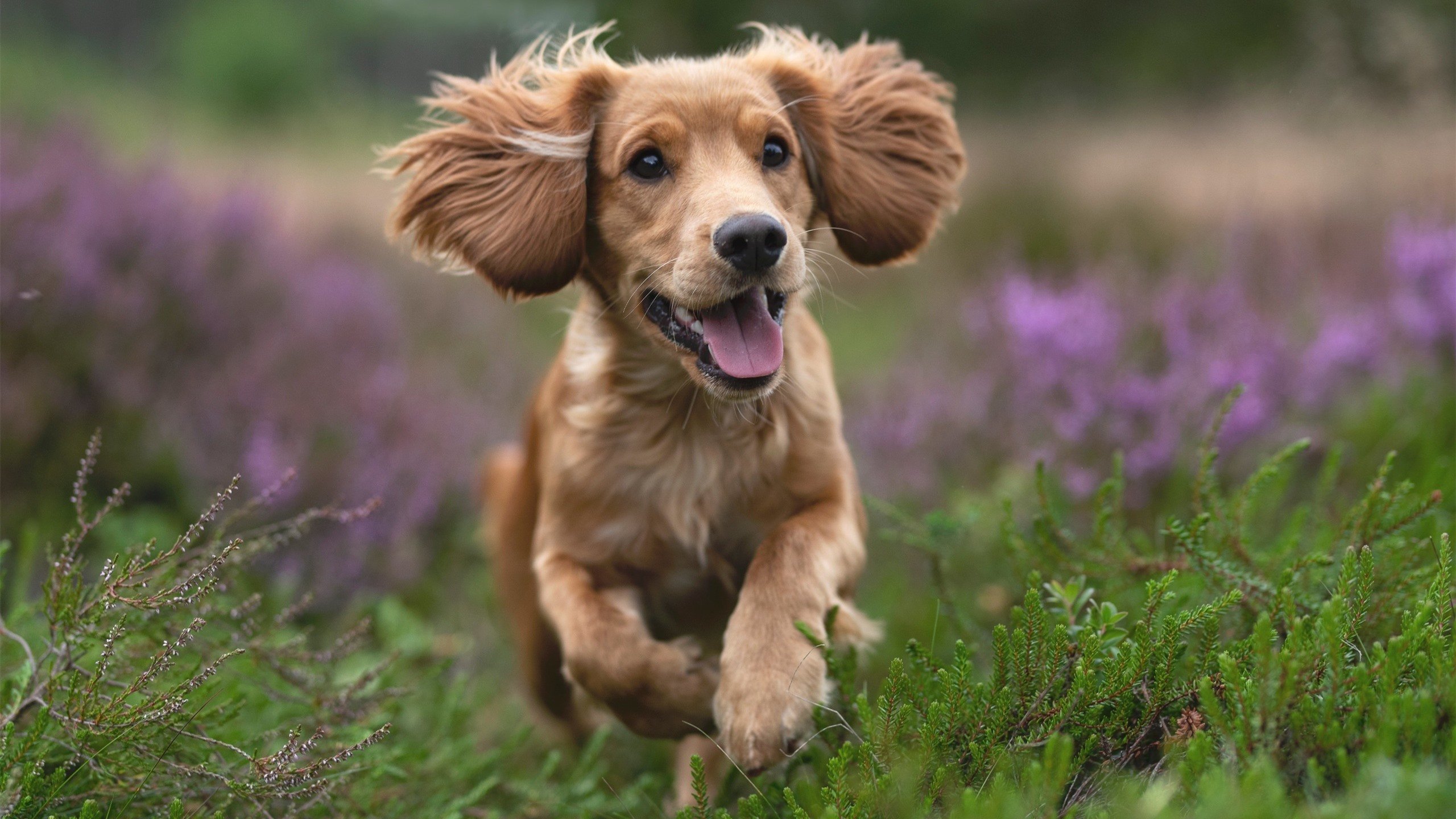 朱婷赛后怒斥裁判女排世界杯,女排世界联赛朱婷去哪了