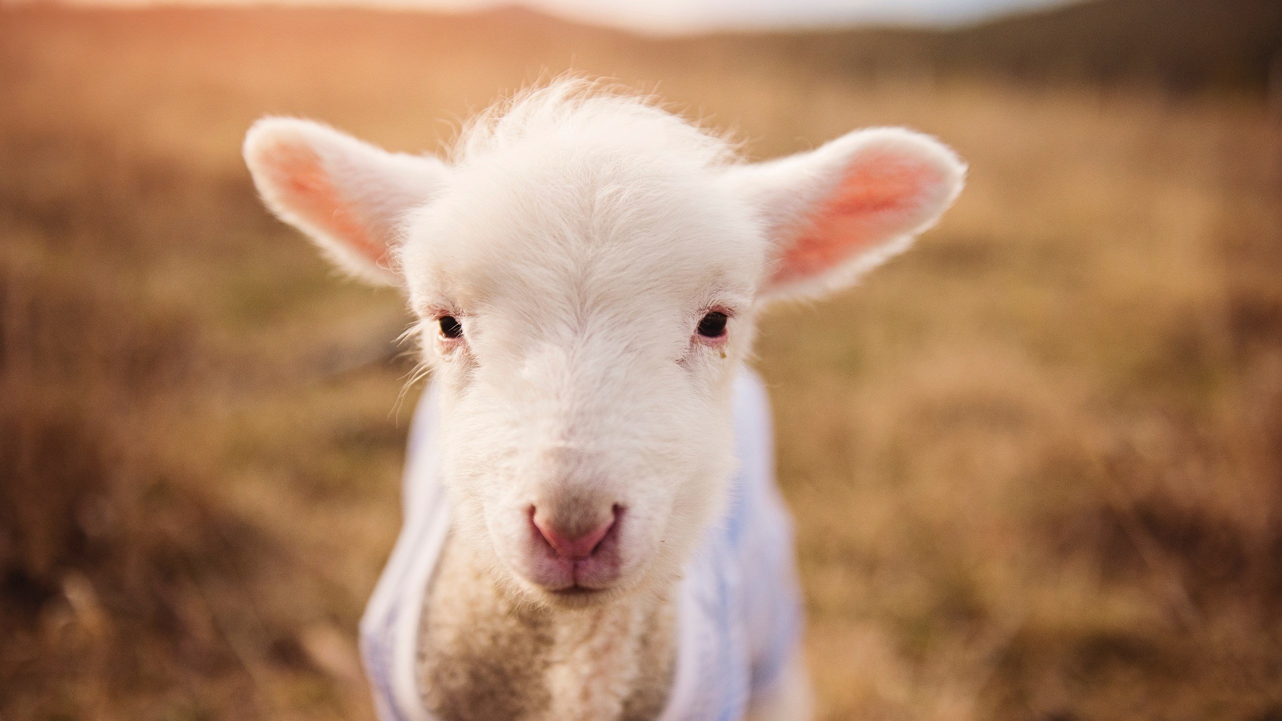 荷兰队迎来新主帅,战术全面革新